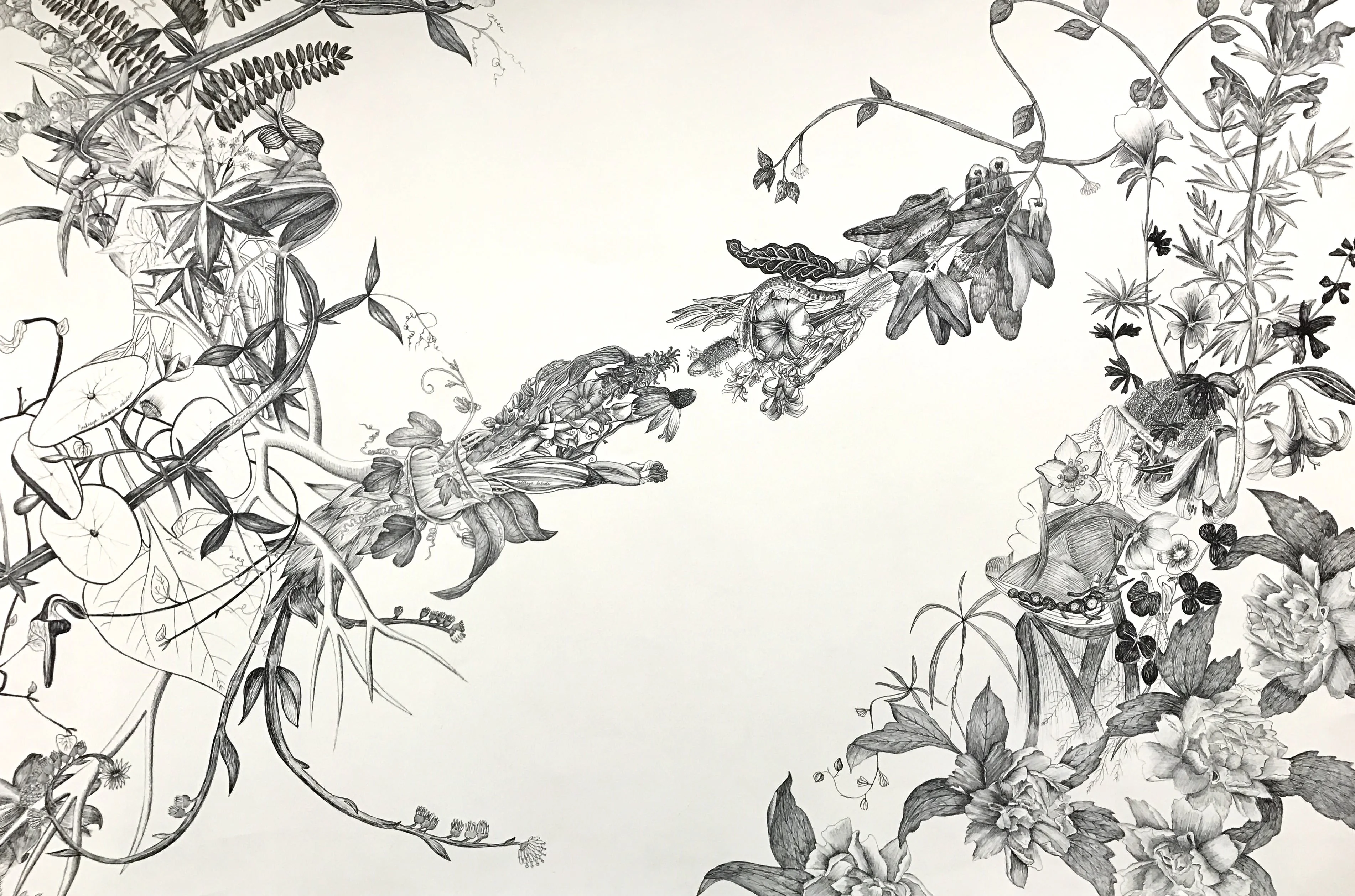 Ink drawing of plants