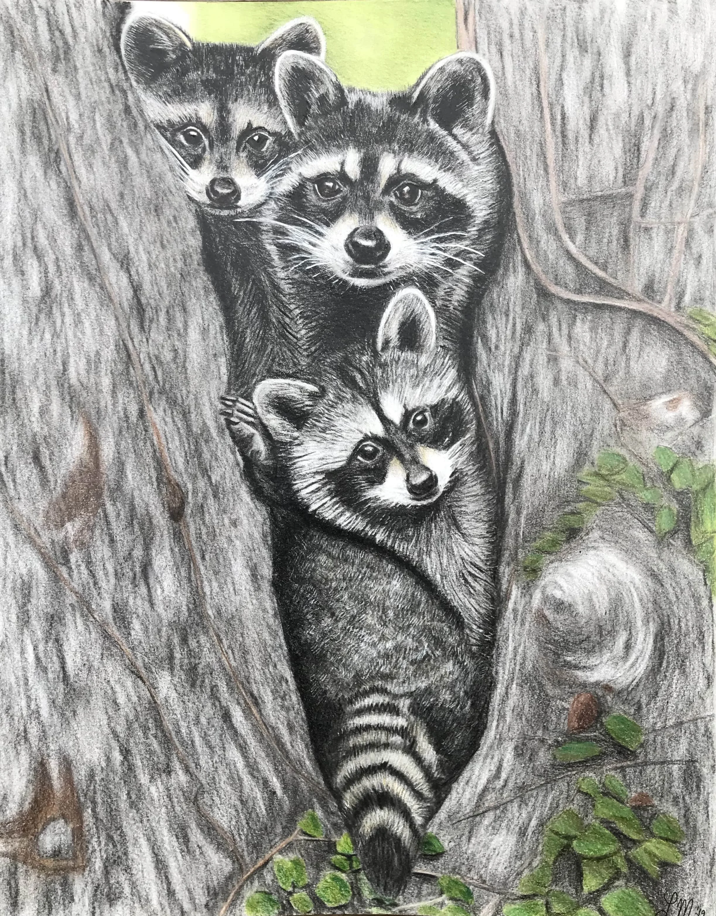 Racoons drawing